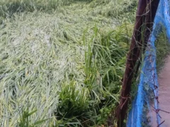 बहराइच: तीन दिन की झमाझम बारिश, शुक्रवार को 65 मिमी रिकॉर्ड