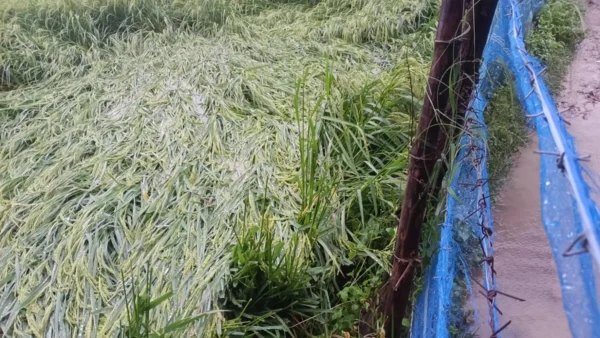 बहराइच: तीन दिन की झमाझम बारिश, शुक्रवार को 65 मिमी रिकॉर्ड