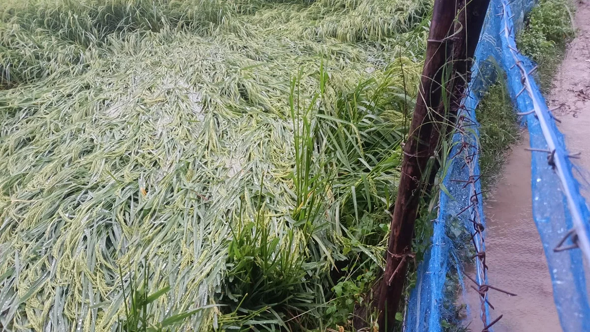 बहराइच: तीन दिन की झमाझम बारिश, शुक्रवार को 65 मिमी रिकॉर्ड