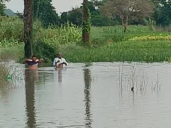 मैनपुरी: ईशन नदी उफान पर, भवानीगढ़ के खेतों में पानी भरने से धान डूबी