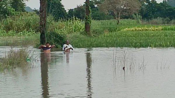 मैनपुरी: ईशन नदी उफान पर, भवानीगढ़ के खेतों में पानी भरने से धान डूबी