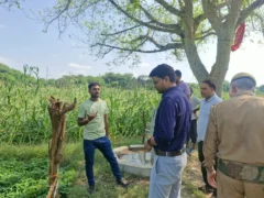 इटावा: बारिश से खरीफ फसलों को नुकसान, 35% से ऊपर पर सहायता मिलेगी
