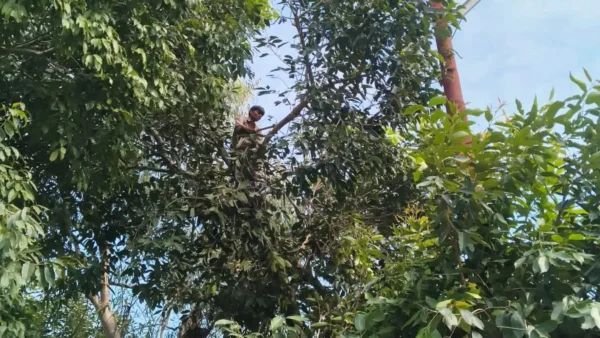 श्रावस्ती: बारिश में बिजली आपूर्ति ठप, 300 गांव अंधेरे में