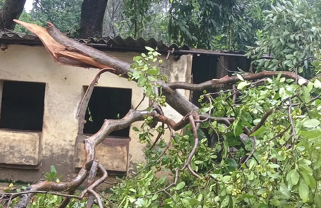 अम्बेडकर नगर: तीन दिन की बारिश से पेड़ गिरे, बिजली गुल, फसलों को भारी नुकसान