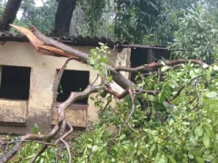 अम्बेडकर नगर: तीन दिन की बारिश से पेड़ गिरे, बिजली गुल, फसलों को भारी नुकसान