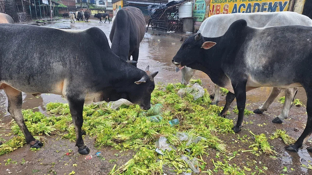 औरैया: बारिश से मंडी ठप, 70 रुपए किलो धनिया भी बिका नहीं, दो क्विंटल फेंका गया