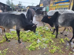 औरैया: बारिश से मंडी ठप, 70 रुपए किलो धनिया भी बिका नहीं, दो क्विंटल फेंका गया