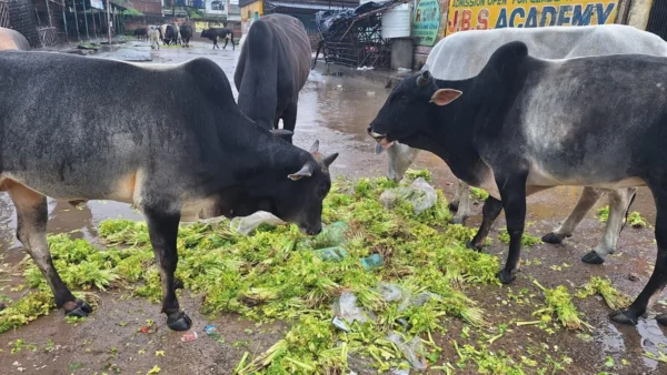 औरैया: बारिश से मंडी ठप, 70 रुपए किलो धनिया भी बिका नहीं, दो क्विंटल फेंका गया