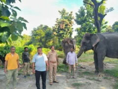 पीलीभीत: दुधवा से लाई चमेली व सुलोचना, हाथियों पर सवार टीम बाघ ट्रैंक्युलाइज करेगी