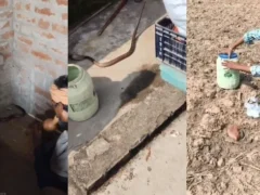 औरैया: ओमनगर में देर रात सांप दिखा, परिवार ने श्राद्ध में पुरखा मानकर पूजा की