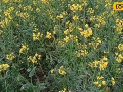 शाहजहांपुर: अक्टूबर‑नवंबर में सरसों की बुवाई, प्रति एकड़ 1.5‑2 किलो बीज जरूरी