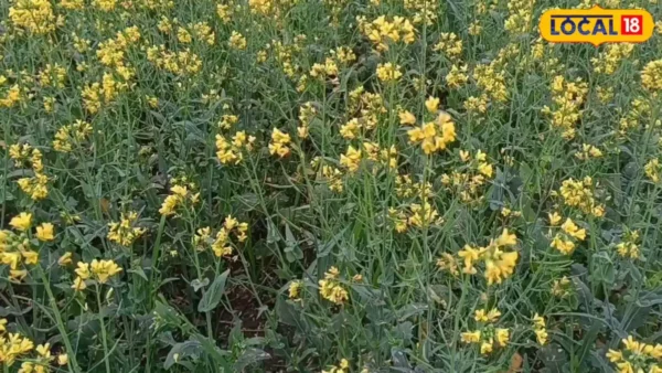 शाहजहांपुर: अक्टूबर‑नवंबर में सरसों की बुवाई, प्रति एकड़ 1.5‑2 किलो बीज जरूरी