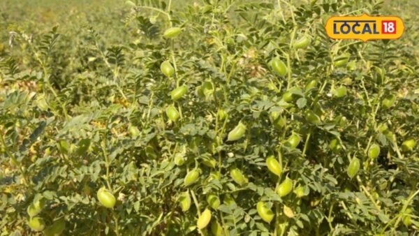 मुरादाबाद: रबी में चना उगाकर 18-20 कुंटल प्रति एकड़ तक उत्पादन संभव