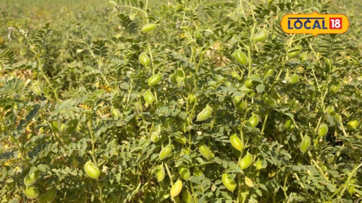 मुरादाबाद: रबी में चना उगाकर 18-20 कुंटल प्रति एकड़ तक उत्पादन संभव
