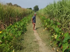 महराजगंज: वीबी जी राम जी योजना में संदिग्ध हाजिरी, कुछ स्थानों पर गन्ने व जलभराव