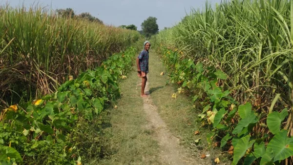 महराजगंज: वीबी जी राम जी योजना में संदिग्ध हाजिरी, कुछ स्थानों पर गन्ने व जलभराव