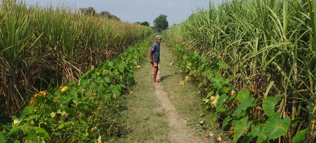 महराजगंज: वीबी जी राम जी योजना में संदिग्ध हाजिरी, कुछ स्थानों पर गन्ने व जलभराव