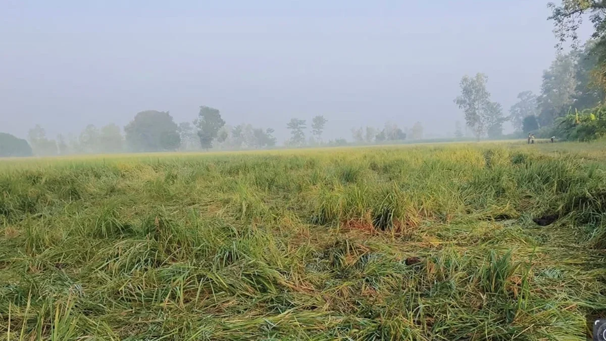 लखीमपुर खीरी: बाघ ने सांड़ मारा, 7 हाथियों ने फसल रौंदி, तेंदुए ने भैंस मार दी