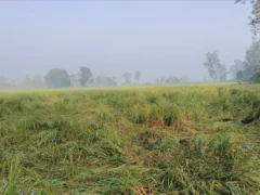 लखीमपुर खीरी: बाघ ने सांड़ मारा, 7 हाथियों ने फसल रौंदி, तेंदुए ने भैंस मार दी