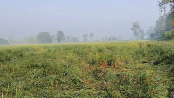 लखीमपुर खीरी: बाघ ने सांड़ मारा, 7 हाथियों ने फसल रौंदி, तेंदुए ने भैंस मार दी