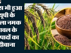 गौतमबुद्ध नगर: सिद्धार्थनगर के काला नमक कुकीज पर फ्रांस ने जताई दिलचस्पी, 50 हजार कुकीज का ऑर्डर