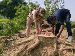 औरैया बिधूना: नीम का पेड़ काटने पर रावतपुर के किसान पर 6,000 रुपये जुर्माना