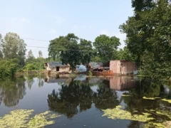 हरदोई: बाढ़-जलजमाव से 3,000 से अधिक बीघा फसल प्रभावित, गांव घिरे