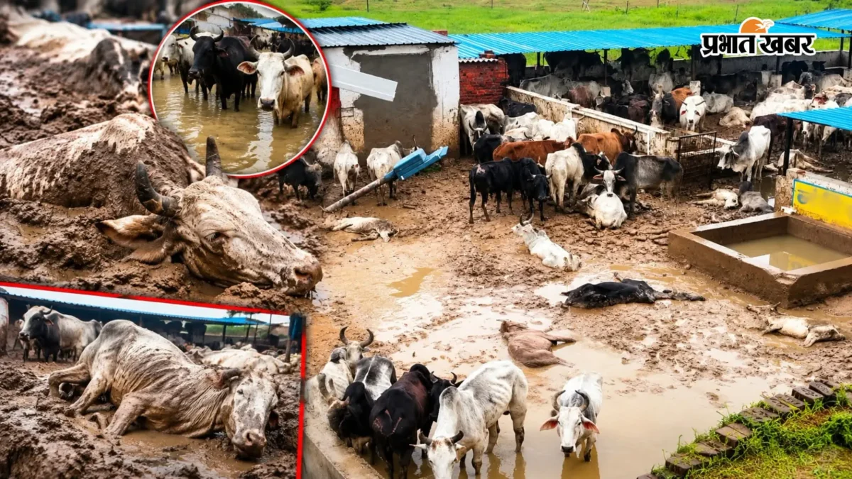 शाहजहांपुर: दिलावरपुर नंदीशाला में 10 से अधिक गोवंश घुटनों तक कीचड़ में
