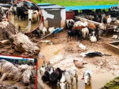 शाहजहांपुर: दिलावरपुर नंदीशाला में 10 से अधिक गोवंश घुटनों तक कीचड़ में