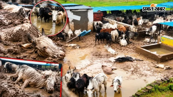 शाहजहांपुर: दिलावरपुर नंदीशाला में 10 से अधिक गोवंश घुटनों तक कीचड़ में