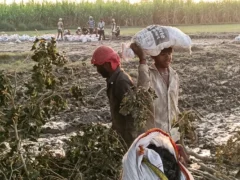 कासगंज: गंगा कटान से गोलामणि बचा, 30 हजार रेत के बैग लगाए गए