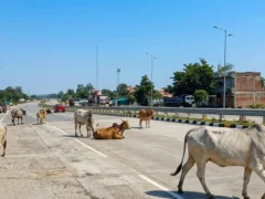 झांसी: हाईवे पर भटकते 10 गोवंश, सीएम कार्यालय ने जवाब मांगा