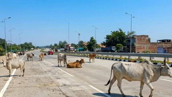 झांसी: हाईवे पर भटकते 10 गोवंश, सीएम कार्यालय ने जवाब मांगा