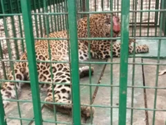 बिजनौर: पिंजरे में मुर्गे के लालच में फँसी मादा तेंदुआ, ग्रामीणों में मिली राहत