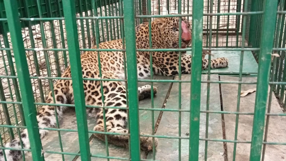 बिजनौर: पिंजरे में मुर्गे के लालच में फँसी मादा तेंदुआ, ग्रामीणों में मिली राहत