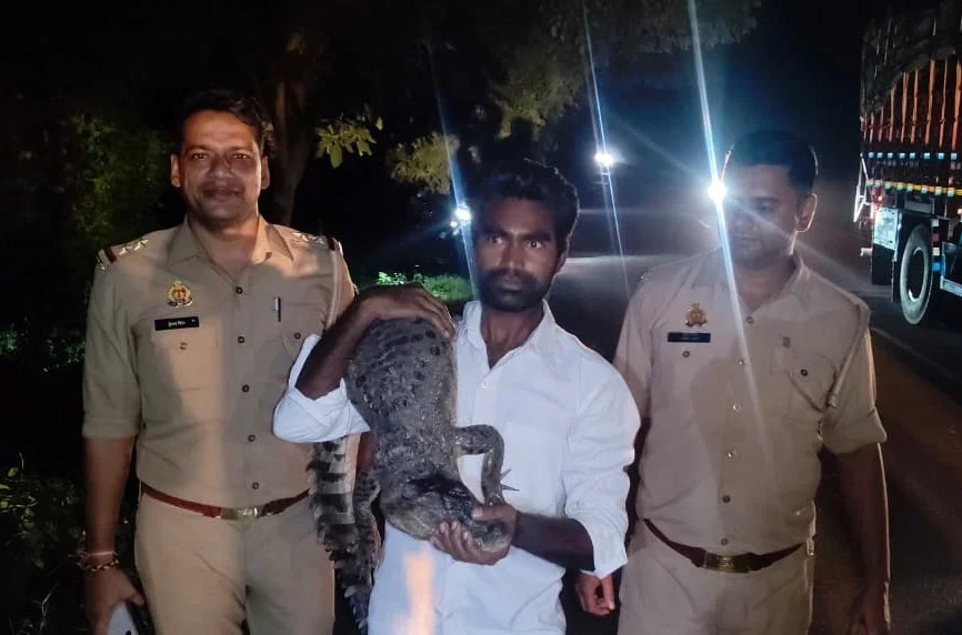 बुलंदशहर: स्टेट हाईवे पर मगरमच्छ दिखा, वन टीम ने रेस्क्यू कर पकड़ा