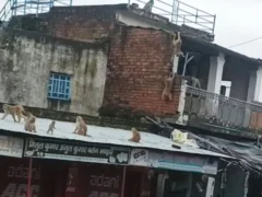 फतेहपुर: कस्तूरबा विद्यालय पर बंदरों के हमले में नौ छात्राएं घायल