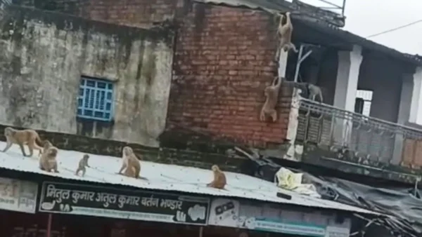 फतेहपुर: कस्तूरबा विद्यालय पर बंदरों के हमले में नौ छात्राएं घायल
